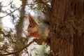 The squirrel sits on a tree and gnaws nuts. Curiosity, trust.Kislovodsk, Russia Royalty Free Stock Photo