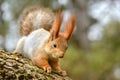 Squirrel sits on a tree and looking at the camera Royalty Free Stock Photo