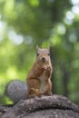 The squirrel sits on a tree root in the wood on a green background Royalty Free Stock Photo