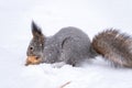 The squirrel sits on white snow with nut in winter