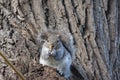 Squirrel sits on a willowtree eating a peanut