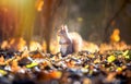 Squirrel sitting in the autumn park sunshine autumn colors Royalty Free Stock Photo