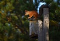 Squirrel Sitting On The Birdhouse In The Garden