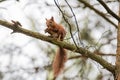 Squirrel sitting on the branch. Eats cone seeds Royalty Free Stock Photo