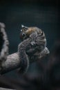 A squirrel sitting on a branch