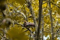 a squirrel sitting in the branches of a tree eating some fruit Royalty Free Stock Photo