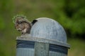 Squirrel sitting on a garbage can Royalty Free Stock Photo