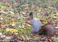 Squirrel sitting on the ground with nut Royalty Free Stock Photo