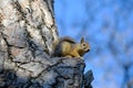 Squirrel in a tree Royalty Free Stock Photo