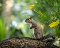 Squirrel sitting on a limb of as tree with yellow flowers