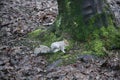 Squirrel sitting next to tree with moss on the trunk and fall leaves on ground Royalty Free Stock Photo