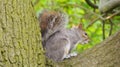 Squirrel Sitting in an Oak Tree