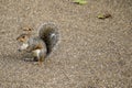 A squirrel with its nuts waiting for some nuts more Royalty Free Stock Photo