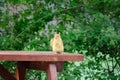 Squirrel sitting on a picnic table staring and begging for food. Karagol Izmir Turkey Royalty Free Stock Photo
