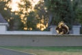 Squirrel sitting on a fence at Mount Vernon, George Washington's home in Virginia USA