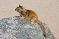 Squirrel Sitting On a Rock At The Beach Royalty Free Stock Photo
