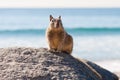 Squirrel Sitting On a Rock At The Beach Royalty Free Stock Photo