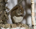 Squirrel Stock Photos. Squirrel sitting on a rock and licking its paws, displaying tongue, brown fur, bushy tail in the winter