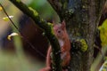 A squirrel is sitting on a small  branch on an apple tree on a rainy autumn day Royalty Free Stock Photo