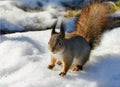 squirrel sitting on the snow