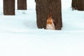 A squirrel sitting on the snow near a tree during a winter in the park Royalty Free Stock Photo