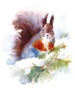 Squirrel Sitting on the Snowy Fir Tree Branch Wild Animal Winter Illustration Hand Painted