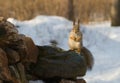 Squirrel sitting on the stone