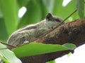 Squirrel sitting on a tree