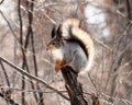 Squirrel Royalty Free Stock Photo