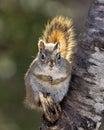Squirrel Photo and Image. Sitting on a tree branch with sunlight on its bushy tail in its environment and habitat surrounding,