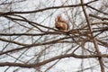 squirrel sitting on tree branches, gnawing a nut in the park Royalty Free Stock Photo