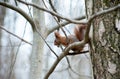 squirrel sitting on tree branches, gnawing a nut Royalty Free Stock Photo