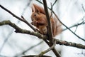 squirrel sitting on tree branches, gnawing a nut Royalty Free Stock Photo