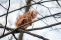 squirrel sitting on tree branches, gnawing a nut in the park Royalty Free Stock Photo