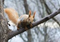Squirrel sitting on a tree in a city park Royalty Free Stock Photo