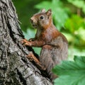 a squirrel is sitting on a tree limb looking over his shoulder