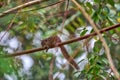 A squirrel is sitting on a twig of a mango tree