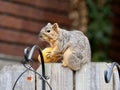 A squirrel sitting on a wooden fence holding half an orange it s