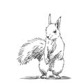 Sketch of squirrel Hand drawn vector illustration