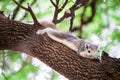 Squirrel taking a nap on a tree branch