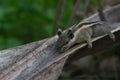 Squirrel sleeping Royalty Free Stock Photo