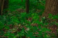 Squirrel small animal mammal portrait in wild life outdoor environment wood land place, soft focus photo
