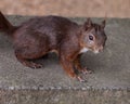 Squirrel, small animal with slender body and very long very bushy tail and large eyes. Portrait