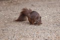 Squirrel, small animal with slender body and very long very bushy tail and large eyes