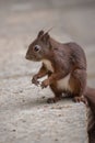 Squirrel, small animal with slender body and very long very bushy tail and large eyes. Vertical photo