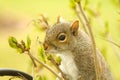 Squirrel Smelling Lilac Buds