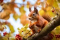 Squirrel Snacking Aloft on a Nut. Royalty Free Stock Photo