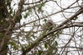 Eastern Gray Squirrel Snacking