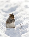 Squirrel on the snow Royalty Free Stock Photo