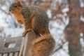 Squirrel in the Snow